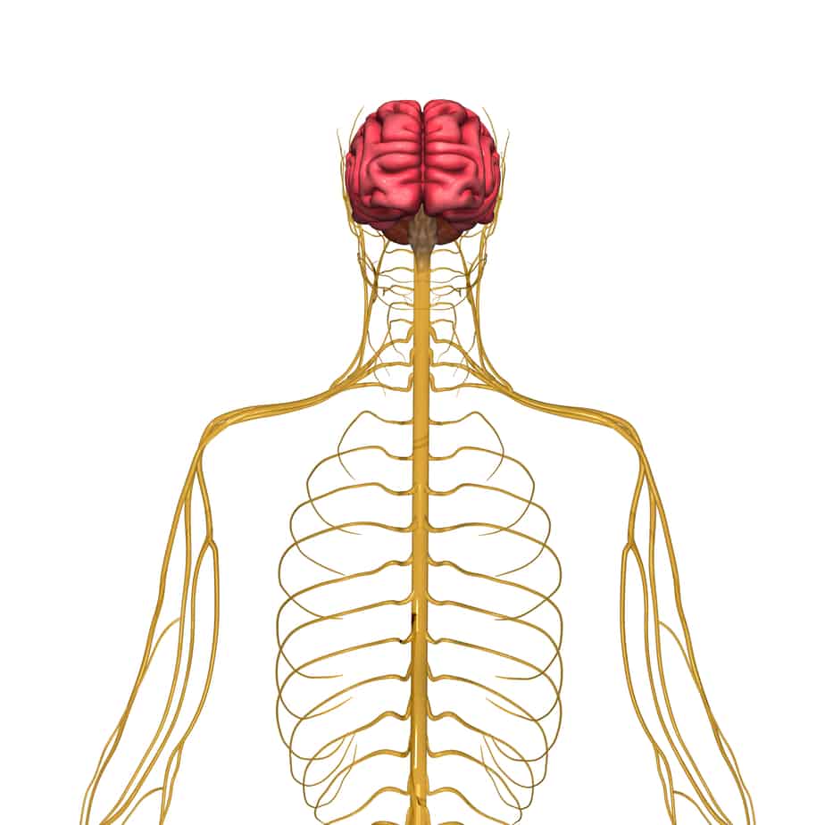 Case Study The Autonomic Nervous System Allied Medical Training