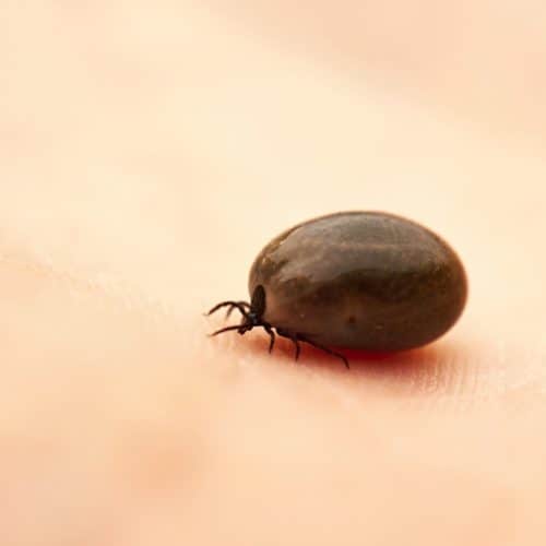 Tick
