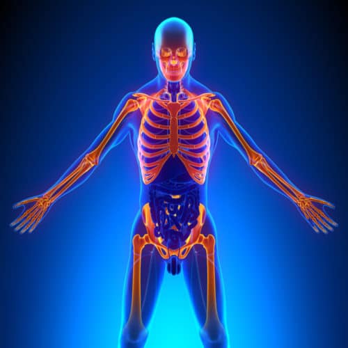 Upper Skeleton Bones Anatomy fibromyalgia