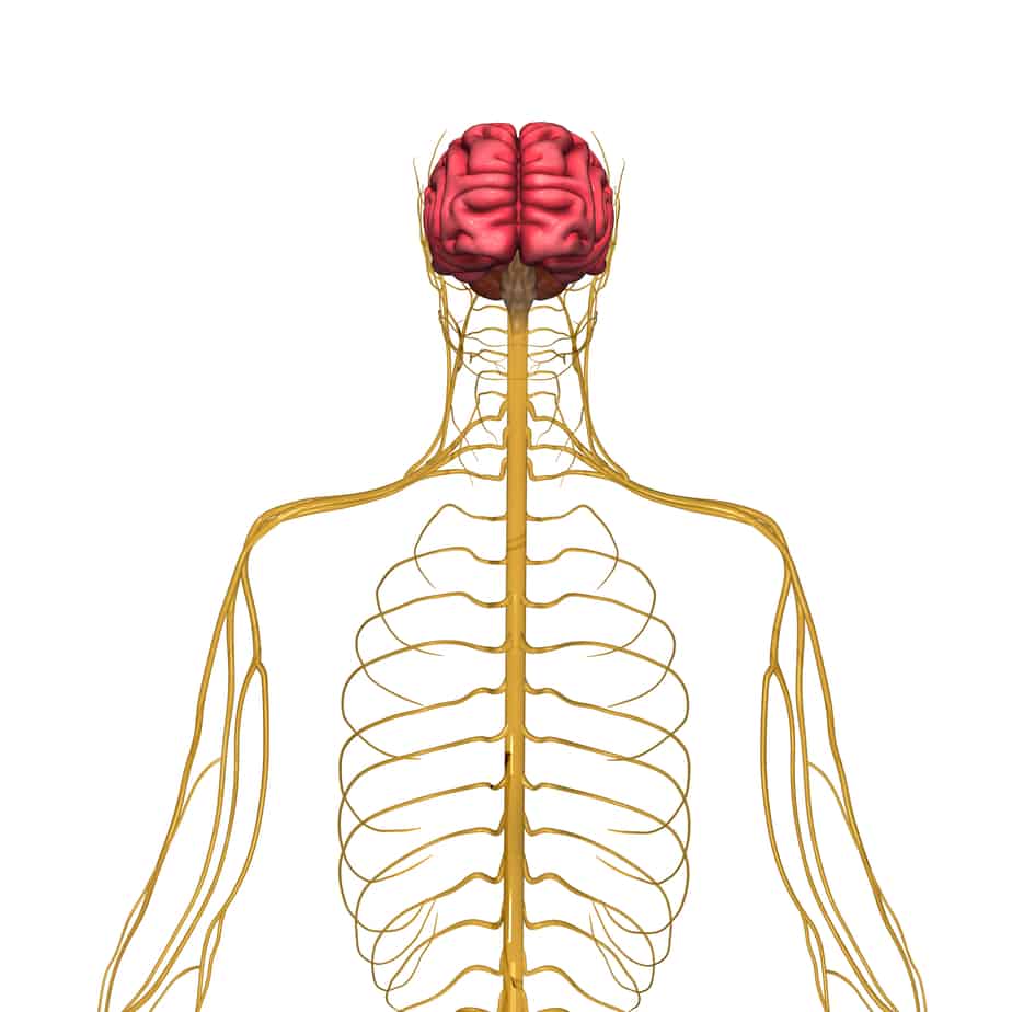Case Study: The Autonomic Nervous System | Allied Medical Training
