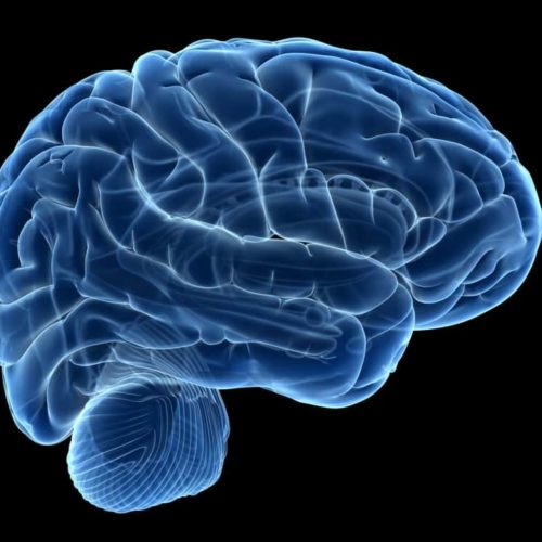 3d,Rendered,Illustration,Of,The,Human,Brain,Anatomy