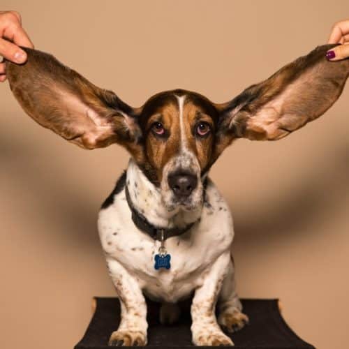 misophonia
