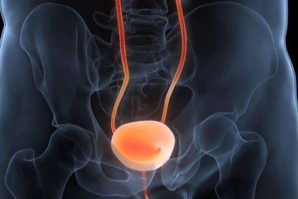 Human,Urinary,System,Bladder,Anatomy.,3d